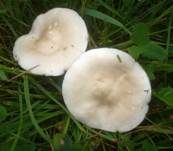 Steifstieliger Weichritterling, Foto 7