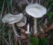 Steifstieliger Weichritterling, Foto 10