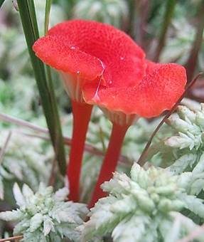 Blutroter Saftling, Foto 3
