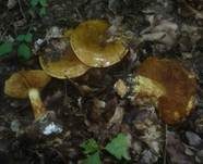 Steineichen-Klumpfuß, Foto 6