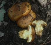 Steineichen-Klumpfuß, Foto 8