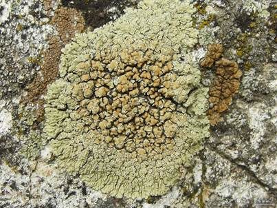 Steinflechte, Foto 2