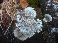 Steinflechte, Foto 15