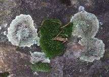 Steinflechte, Foto 19