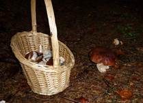 Steinpilz, Foto 17