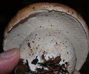 Steinpilz, Foto 18