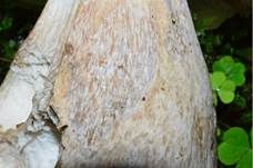 Steinpilz, Foto 19