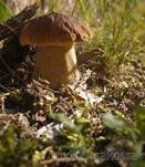 Steinpilz, Foto 21