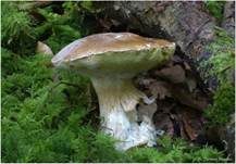 Steinpilz, Foto 22