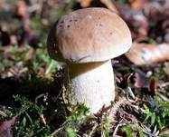 Steinpilz, Foto 25