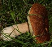 Steinpilz, Foto 27
