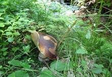 Steinpilz, Foto 32
