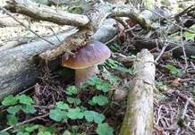 Steinpilz, Foto 33