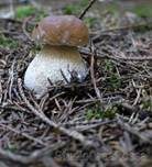 Steinpilz, Foto 36