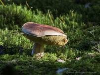 Steinpilz, Foto 44