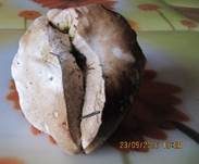 Steinpilz, Foto 45