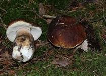 Steinpilz, Foto 54