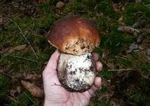 Steinpilz, Foto 55