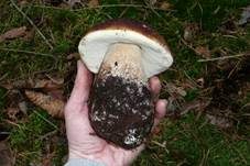Steinpilz, Foto 57