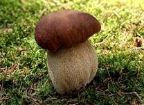 Steinpilz, Foto 8