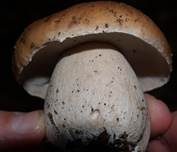 Steinpilz, Foto 64