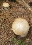 Steinpilz, Foto 66