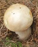 Steinpilz, Foto 67