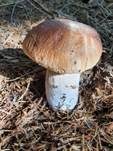 Steinpilz, Foto 71