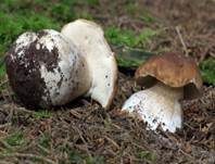 Steinpilz, Foto 9