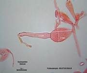 Steinpilz, Foto 75