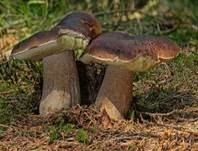 Steinpilz, Foto 11