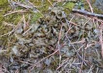 Sternenschnäutzer, Foto 6