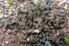 Sternenschnäutzer, Foto 9