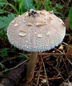 Sternschuppiger Riesenschirmpilz, Foto 2