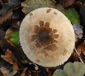 Sternschuppiger Riesenschirmpilz, Foto 14