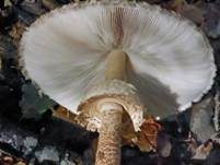 Sternschuppiger Riesenschirmpilz, Foto 15
