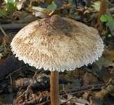 Sternschuppiger Riesenschirmpilz, Foto 16