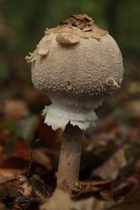 Sternschuppiger Riesenschirmpilz, Foto 5