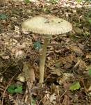 Sternschuppiger Riesenschirmpilz, Foto 9