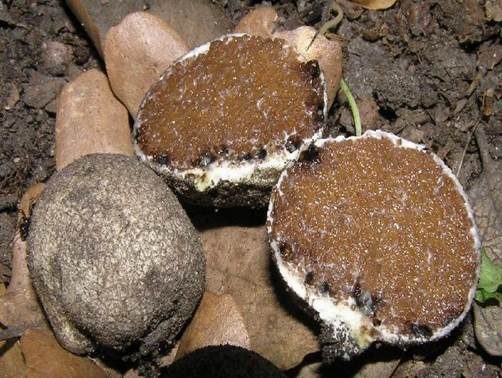 Sternsporiger Laubtrüffel, Foto 2
