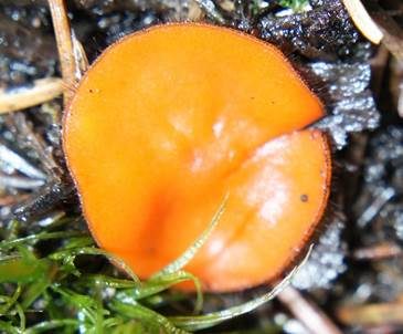 Sternsporiger Schildborstling, Foto 4