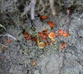 Sternsporiger Schildborstling, Foto 9