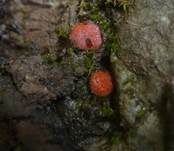Sternsporiger Schildborstling, Foto 10