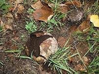 Sternstäubling, Foto 22