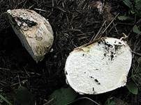 Sternstäubling, Foto 24
