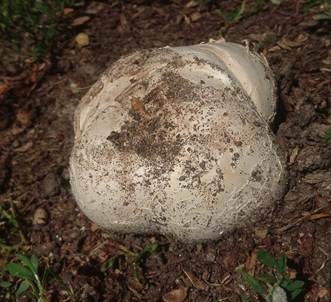 Sternstäubling, Foto 5