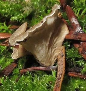 Stielloser Adermoosling, Foto 3