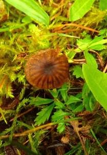 Stinkender Samtschneckling, Foto 4