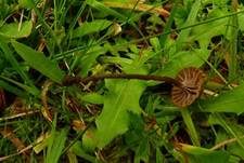 Stinkender Samtschneckling, Foto 6