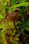 Stinkender Samtschneckling, Foto 7